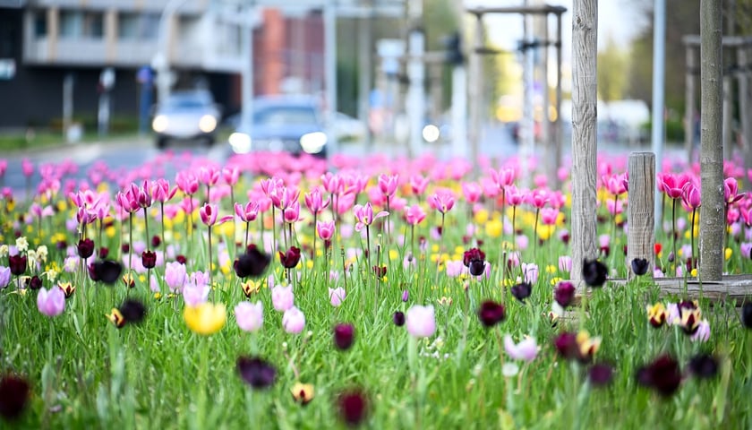 <p>Kwiaty na pl. Strzegomskim</p>