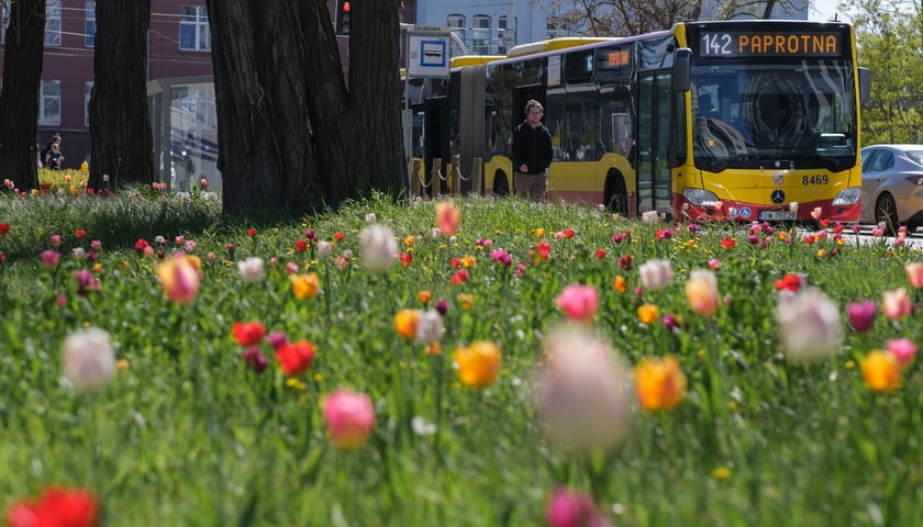 Tulipany na Śrubowej