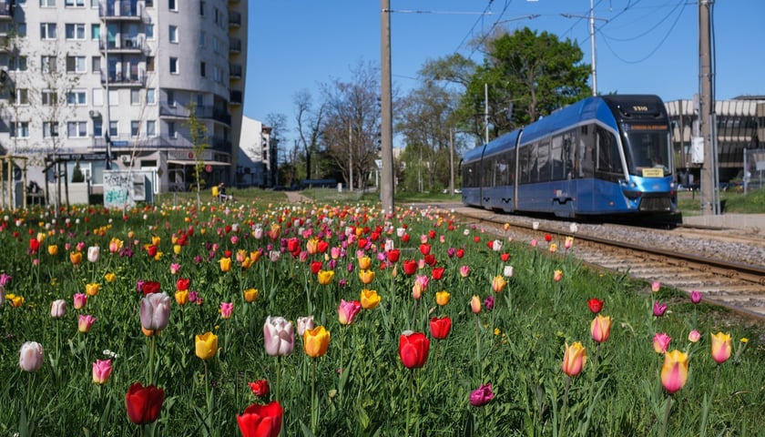 Tulipany na Śrubowej