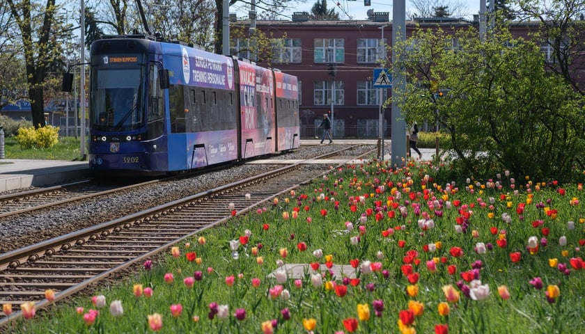 Łąka kwiatowa na Śrubowej, przy przystanku tramwajowym, po szynach jedzie tramwaj
