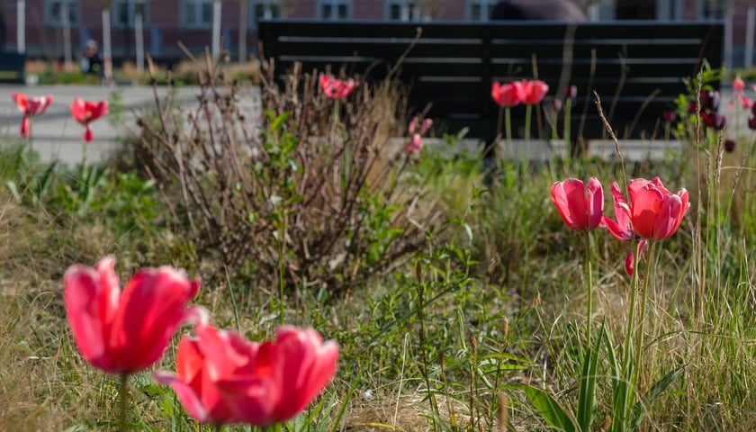 Tulipany na pl. Nowy Targ