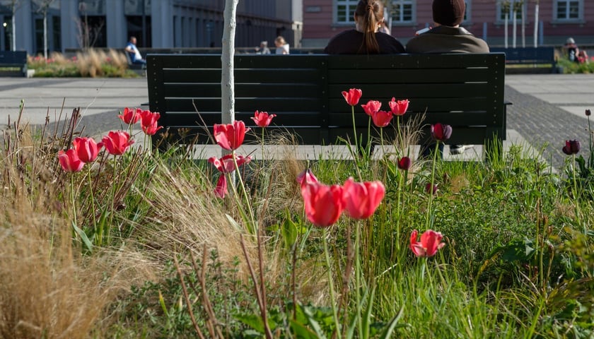 Tulipany na pl. Nowy Targ