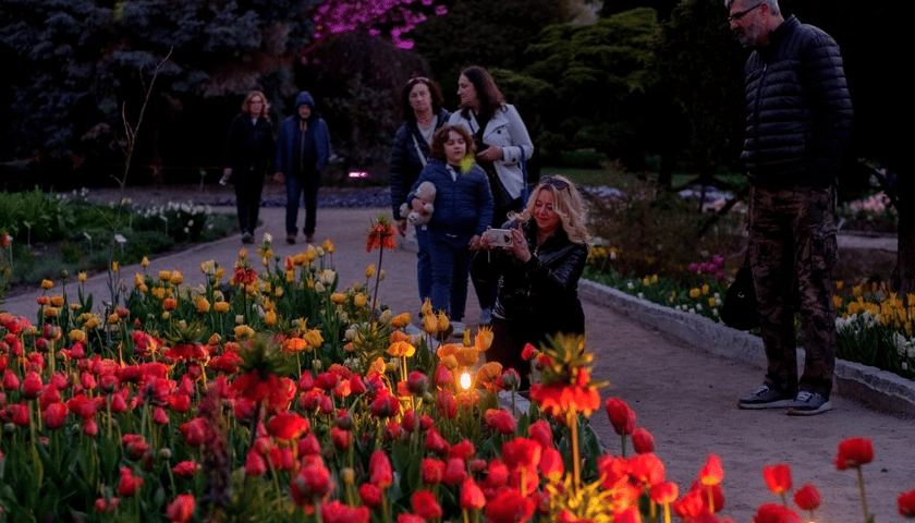 Iluminacje Tulipanowe w Ogrodzie Botanicznym 2026 r.