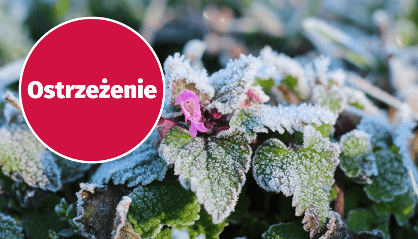 Rośliny pokryte szronem, w kółku napisz "ostrzeżenie"