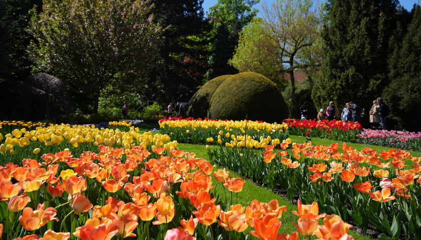 Festiwal Tulipanów w Ogrodzie Botanicznym 2025