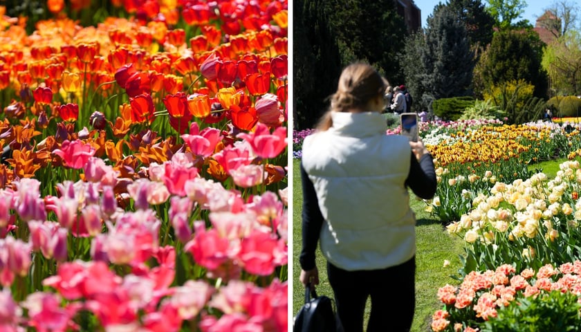 Festiwal Tulipanów w 2025 r.