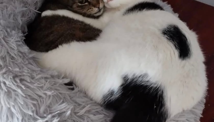 Kot Pyza