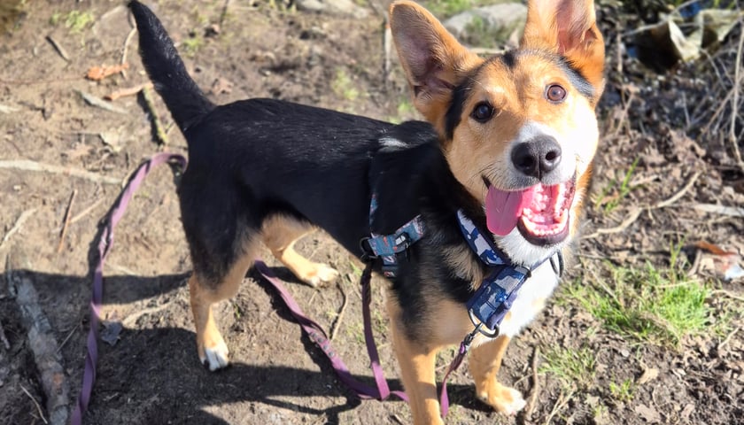 Pies Jajko