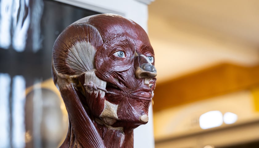 Noc Muzeów w Muzeum Anatomii Uniwersytetu Medycznego we Wrocławiu