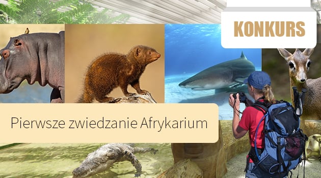 Wielkie testowanie Afrykarium Wrocław – darmowe bilety [ZAKOŃCZONY]