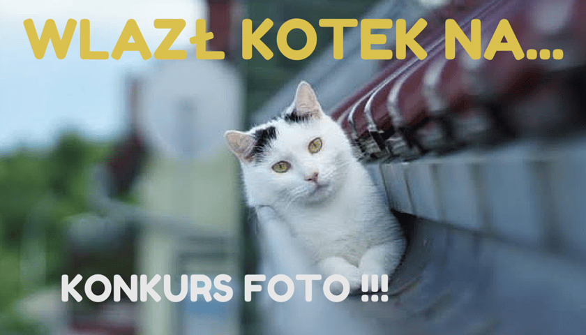 Wlazł kotek na… [WYNIKI KONKURSU]