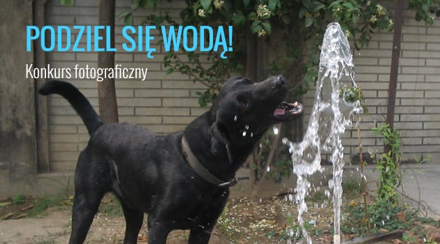 Podziel się wodą ze zwierzakami [ZAKOŃCZONY]