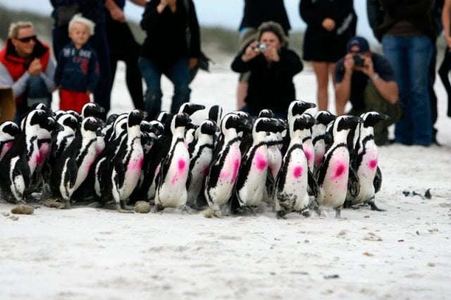 Spotkanie w Afrykarium: Na ratunek pingwinom [ZAKOŃCZONY]
