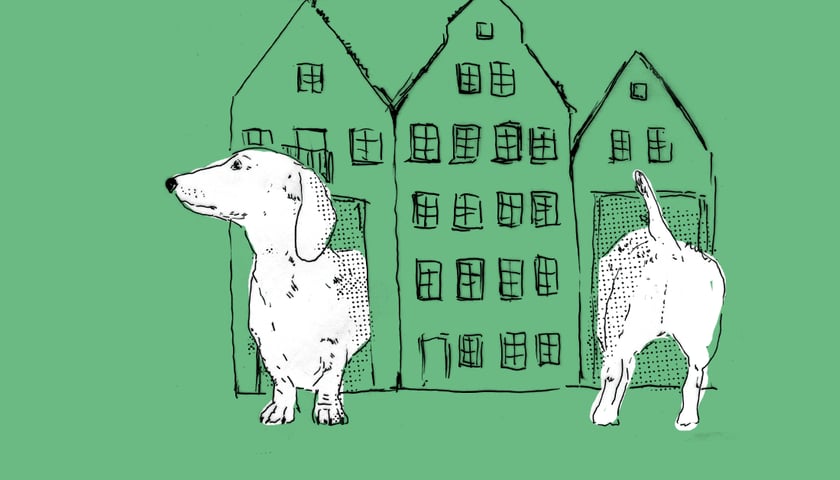 Jamnik w budzie stylizowanej na kamienicę. Grafika ilustracyjna.