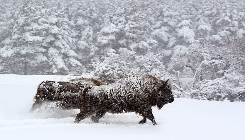 Bilety na „Królestwo” do DCF-u [ZAKOŃCZONY]