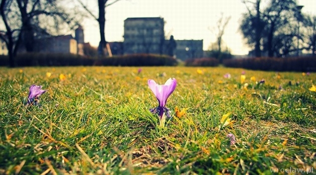 Znajdź wiosnę, wygraj zaproszenia do Chilly Mexican Grill w Magnolia Park [ZAKOŃCZONY]