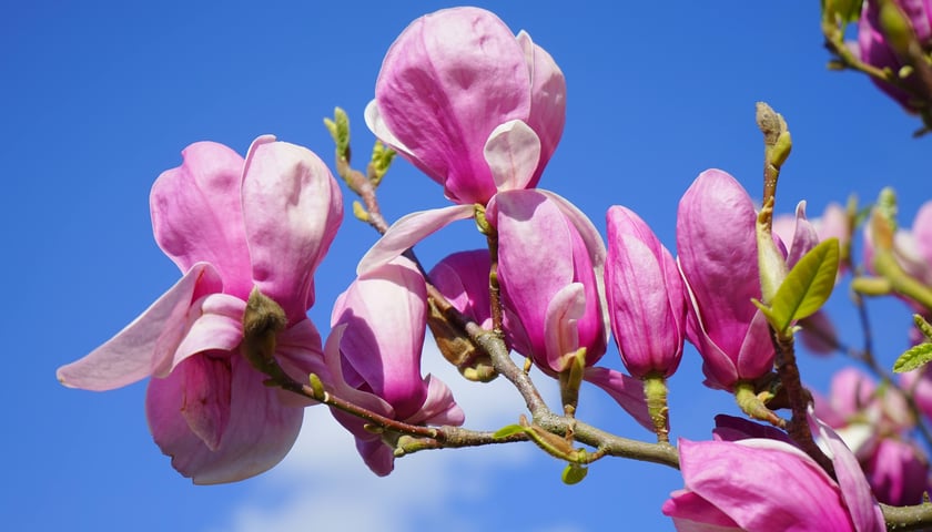 Kwiaty magnolii na tle niebieskiego nieba