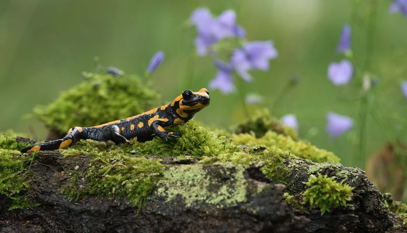 Salamandra plamista