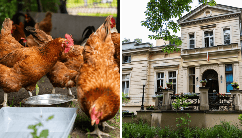 Kolaż 2 zdjęć: z lewej kury w swoim nowym kurniku, z prawej mieszczące się w dawnym pałacu Schronisko dla Bezdomnych Mężczyzn im. Świętego Brata Alberta w Szczodrem.