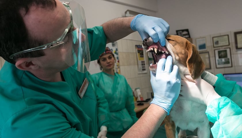 Zobacz kliniki weterynaryjne [ZDJĘCIA]