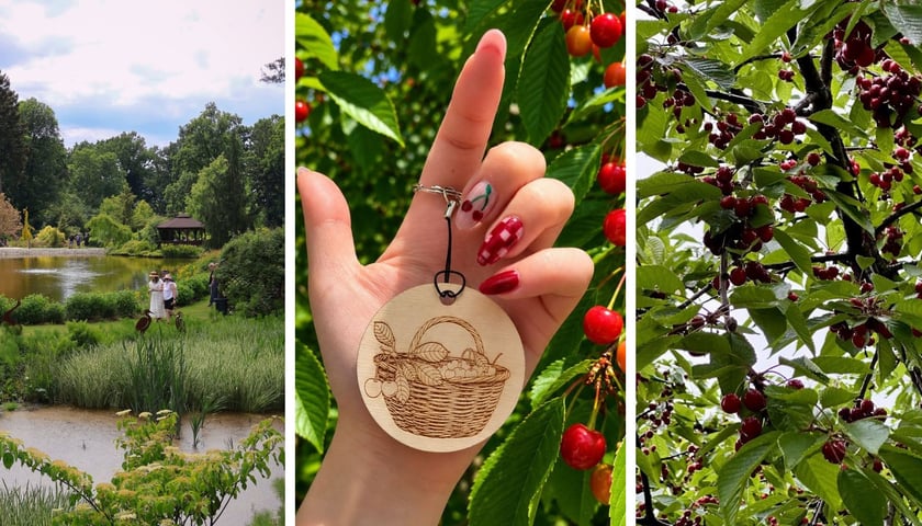 Na zdjęciach od lewej ściażka spacerowa w arboretum, w środku specjalna przywieszka dla uczestników Rekordu Polski w jedzeniu czereśni, z prawej drzewo czereśniowe