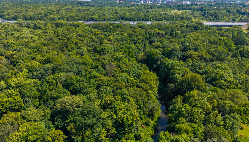 Zdjęcie przedstawia gęsty rezerwat Las Pilczycki z meandrującą rzeką, za którym rozciąga się panorama miasta pod jasnym niebem