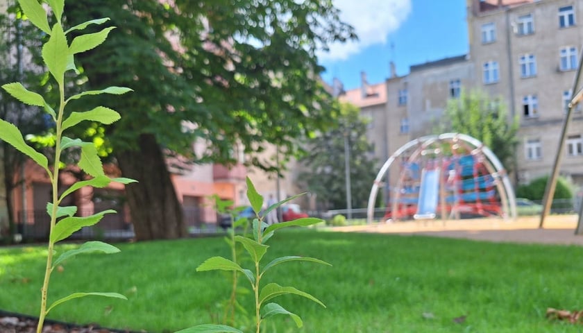 Widok na wielofunkcyjne urządzenie do wspinaczki z poziomu zielonego trawnika