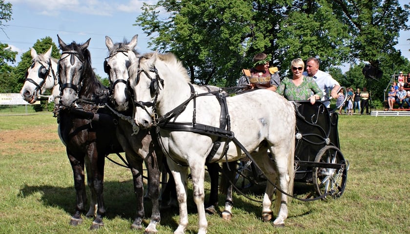 Wygraj kucyka na Święcie Konia