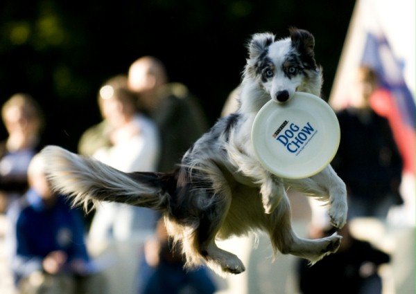 Międzynarodowa wystawa psów rasowych