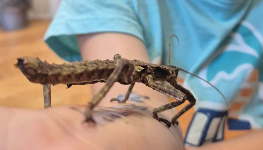 Edukacyjna Motylarnia działa w Boguszycach (gmina Oleśnica)