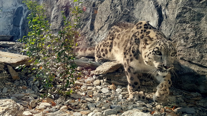 Terytorium Panter – nowe miejsce dla dzikich kotów w zoo [ZDJĘCIA]