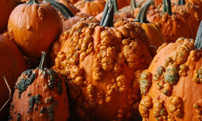 Dynia i jarmuż na Nowym Targu