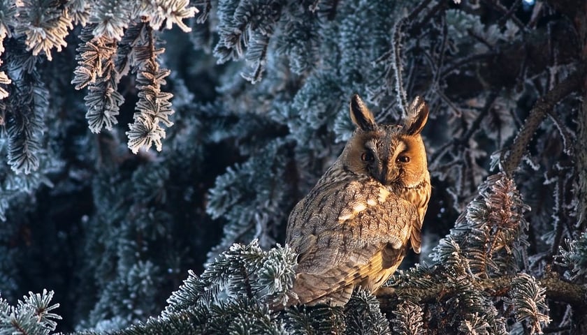 Zobacz piękno dzikiej przyrody
