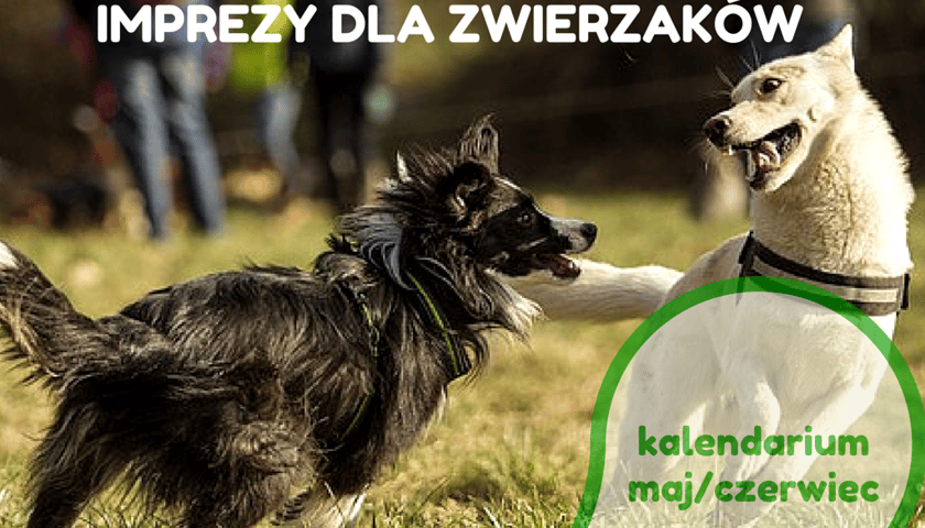 Imprezy dla zwierzaków – kalendarium