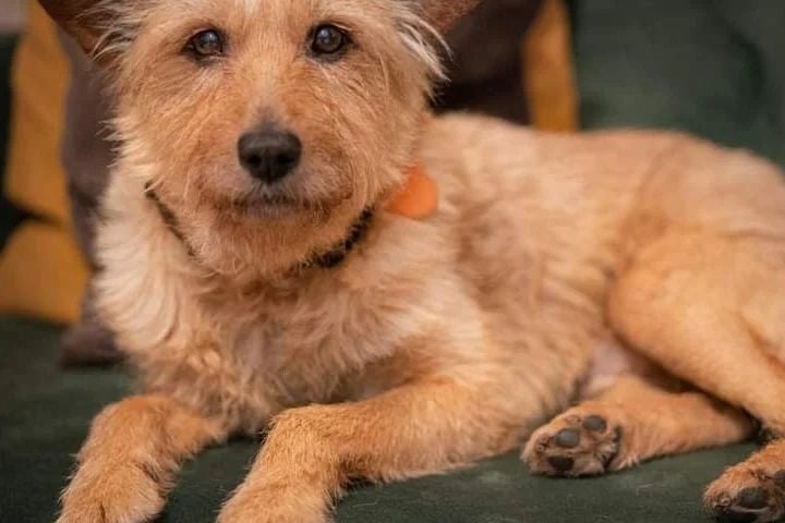 Pies Kubik