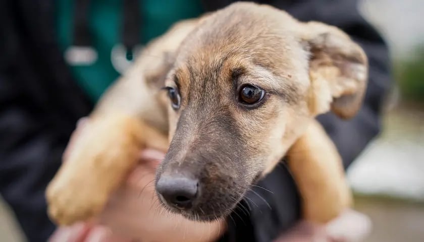 Тварини біженців з України – на яких засадах вони можуть перетнути кордон Європейського Союзу?