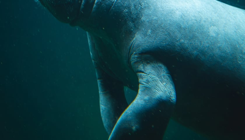 Manat z Afrykarium w ogrodzie zoologicznym we Wrocławiu