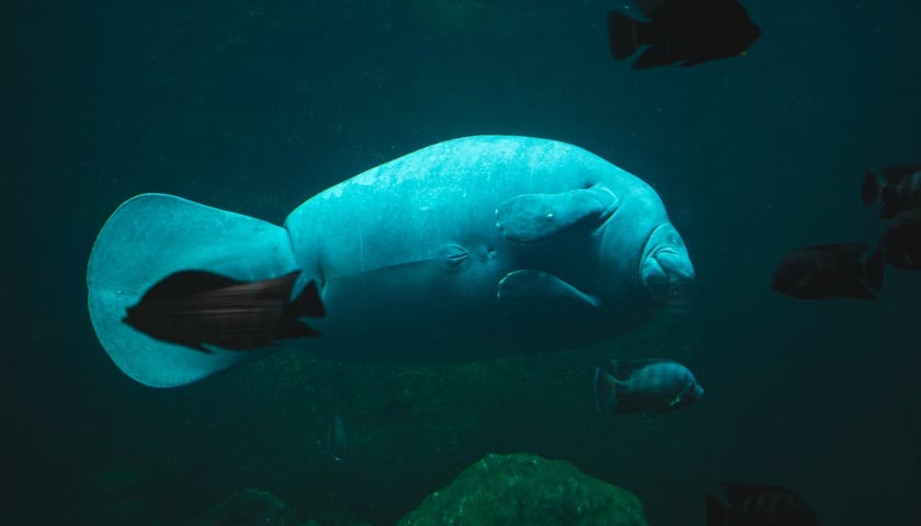 Manat z Afrykarium w ogrodzie zoologicznym we Wrocławiu