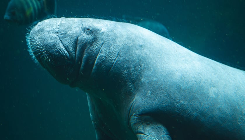 Manat mieszkający Afrykarium w ogrodzie zoologicznym we Wrocławiu