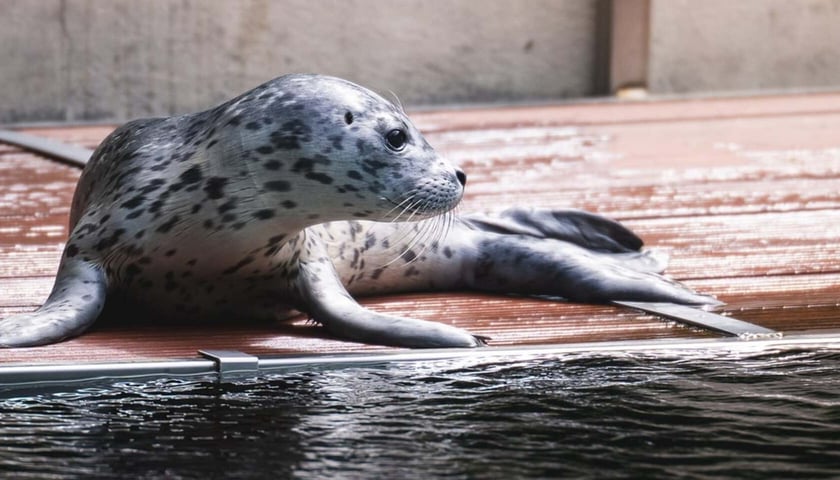 Mako, samiec foki pospolitej, urodzony w we wrocławskim zoo w czerwcu 2026 roku
