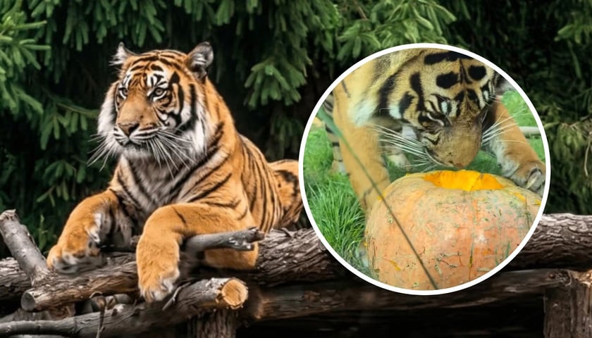 Tygrysy sumatrzańskie na wybiegu ZOO Wrocław