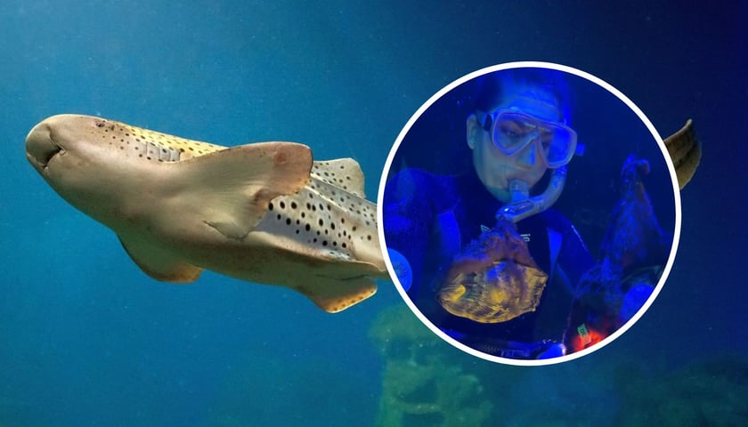 Pracownica ZOO Wrocław nurkuje w zbiorniku z jajami rekinów brodatych