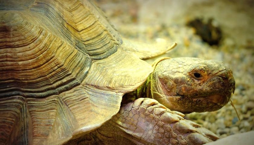Przedwiosenne prace w zoo