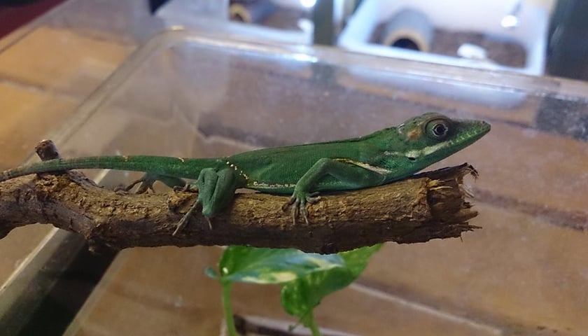 Wysyp gadów we wrocławskim zoo