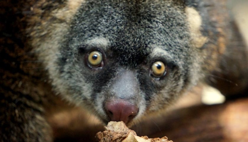 Australijskie okazy we wrocławskim zoo [ZDJĘCIA]