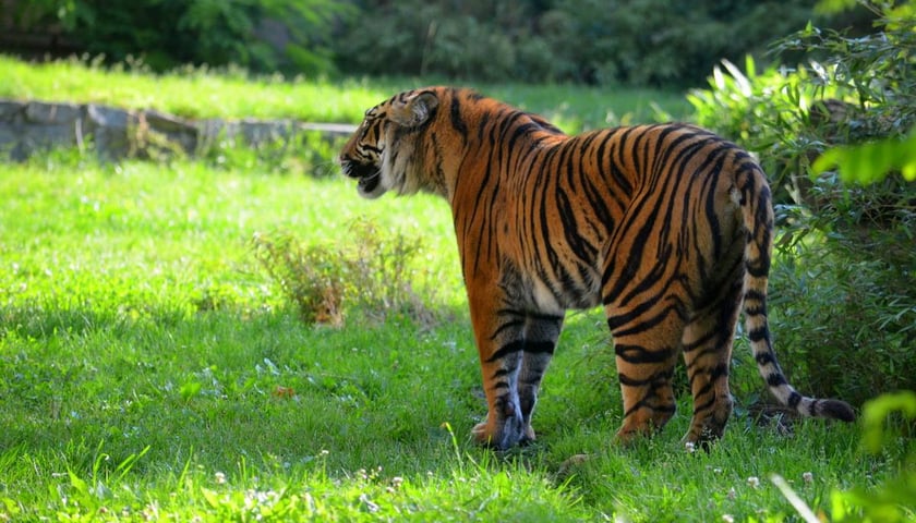 Tragedia w zoo. Tygrys zagryzł opiekuna