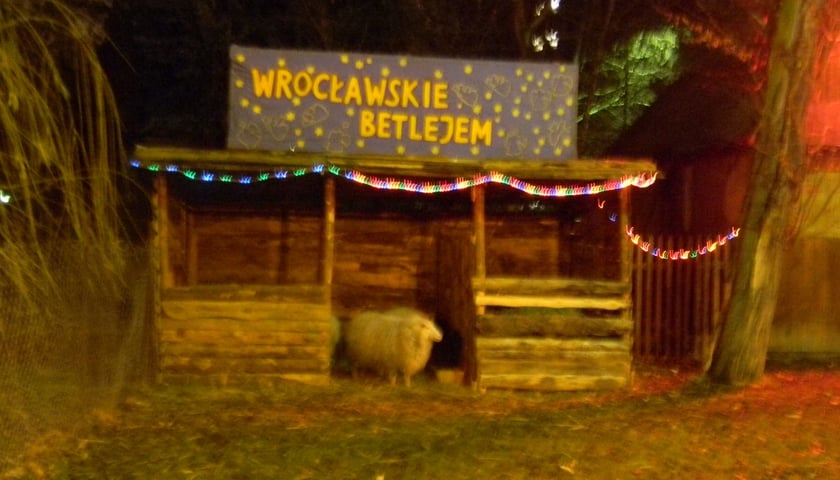 Żywa szopka na Wittigowie