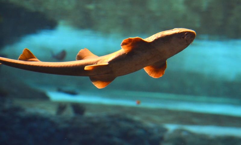 Kolejni wodni mieszkańcy Afrykarium [ZDJĘCIA]