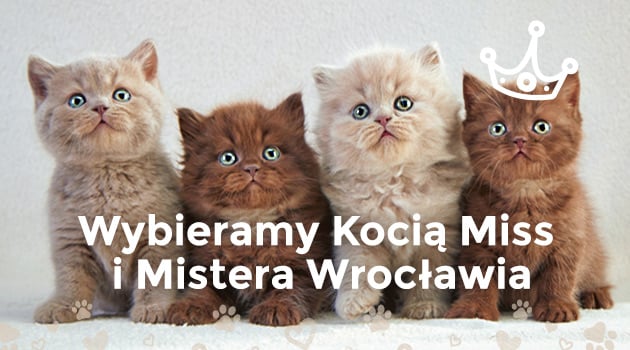 Kocia Miss i Mister Wrocławia - startuje głosowanie