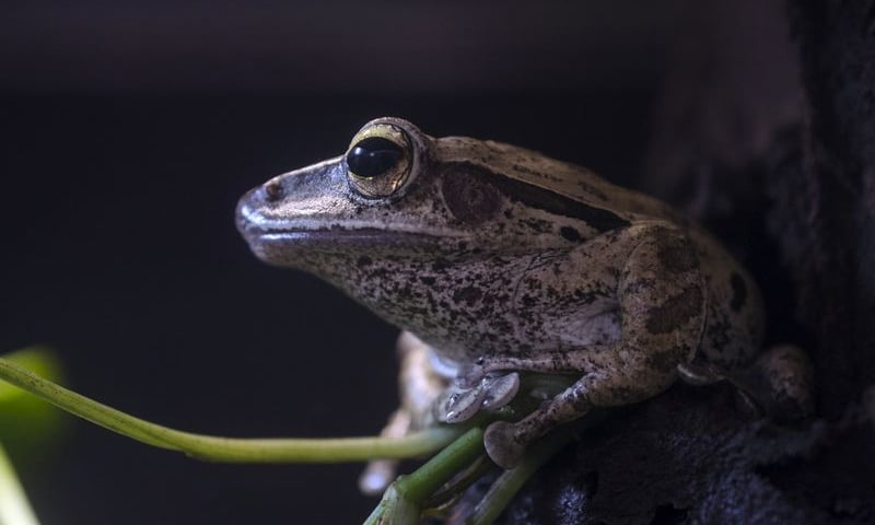 Happy Leap Frog Day we wrocławskim zoo [ZDJĘCIA]